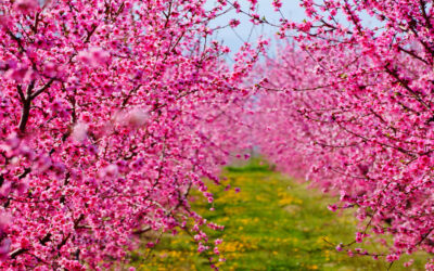 Το Κόστος της Καρποφορίας