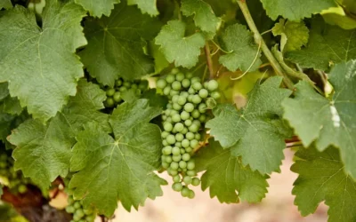 Εγώ Είμαι η Άμπελος